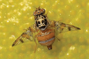 Mediterranean fruit fly, Ceratitis capitata. Adult - P.R. Stephen, CRI