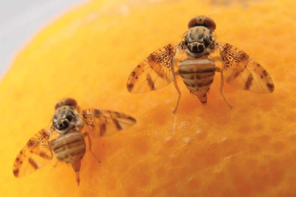 Natal fruit fly, Ceratitis rosa. Adult - P.R. Stephen, CRI