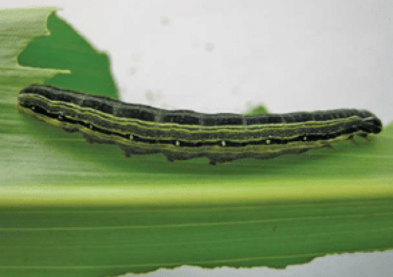 African army worm, Spodoptera exempta. Mature larvae - A. Erasmus, ARC