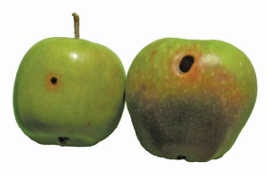 Apple African Bollworm Helicoverpa armigera. Damage caused by larvae to maturing fruit. - K.L. Pringle Unv. Stellenbosch