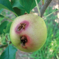 Codling Moth, Cydia pomonella. Larva damage to an apple, showing excreted frass. - J. de Waal
