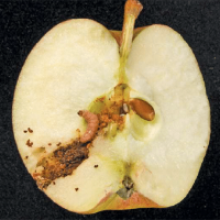 Codling Moth, Cydia pomonella. Larva feeding on a seed inside an apple. - C. Griffths