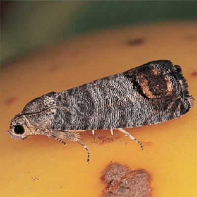 Codling Moth, Cydia pomonella. Adult. - C. Griffths