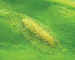Diamond Back Moth, Plutella xylostella. Pupa inside loosely woven cocoon. - D. Visser, ARC