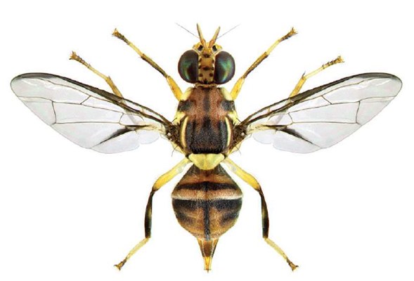 Asian fruit fly Bactrocera invadens. Adult. G.Goergen, IIta