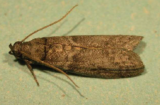 Carob moth, Ectomyelois ceratoniae. Adult. - S.D. Moore, CRI