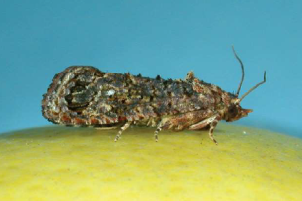 False codling moth. Adult. -P.R Stephen CRI