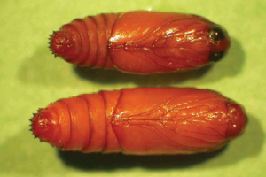 False codling moth, Thaumatotibia leucotreta. Pupae: male, top; female, bottom. - P.R Stephen, CRI