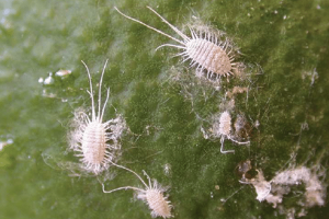 Long - tailed mealybug, Pseudococcus longispinus. Adult females - P.R Stephen, CRI