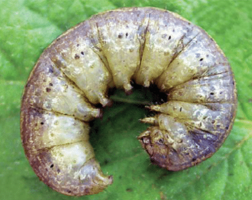 Common cutworm, Agrotis segetum. Mature larva. - D. Visser, ARC
