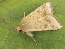 Africa bollworm, Helicoverpa armigera. Adult - T Joffe
