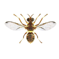 Jointed pumpkin fly, Dacus vertebratus. Adult - Adult