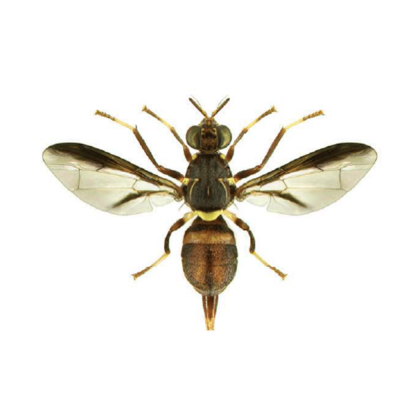Greater pumpkin fly, Dacus bivittatus. Adult - G. Goergen, IITA