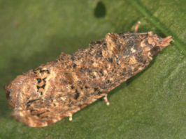 False codling moth, Thaumatotibia leucotreta. Adult. - Plant Protection Serv., Netherlands (M. van Straten)
