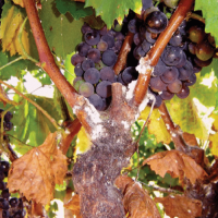Grapevine mealybug, Planoccus ficus. Infested grapevine. - J. de Waal