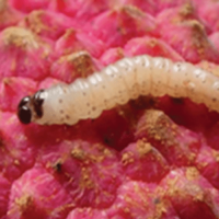 Litchi moth, Cryptophlebia. Mature larva. - T. Grove, ARC