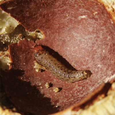 Macadamia nut borer, Thaumatotibia batrachopa. Larva - P.S. Schoeman, ARC
