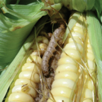 Maize stem borer, Busseola fusca. Larval damage to a maize ear. - A. Erasmus, ARC
