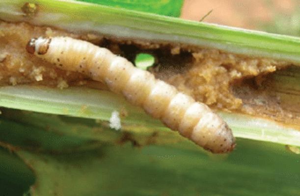 Maize stem borer, Busseola fusca. Later-instar larva. - A. Erasmus, ARC