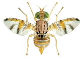 Marula fruit fly, Ceratitis cosyra. Adult female. - G. Goergen, IITA