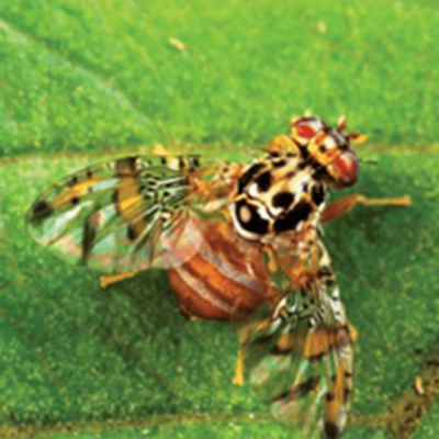 Mediterranean fruit fly, Ceratitis capitata. Adult. - S. Bauer, USDA,. Bugwood. org