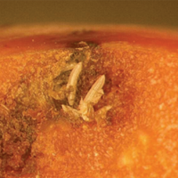Mediterranean fruit fly, Ceratitis capitata. Eggs, deposited just under the skin of the fruit. - B.N. Barnes, ARC.