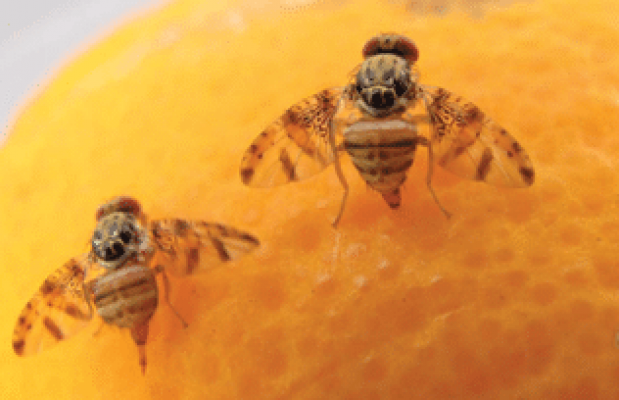 Natal fruit fly, Ceratitis rosa. Adult females. - P.R. Stephen, CRI