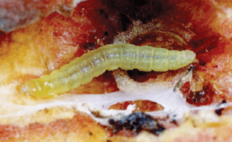 Oriental fruit moth, Grapholita molesta. Mature larva. - Clemson Univ, USDA slide series, Bugwood. org
