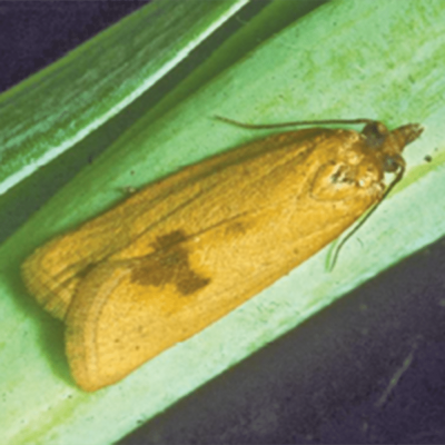 Pear leaf roller, Epichoristode acerbella. Adult. - Biologische Bundesanstalt Archive, Bugwood. org
