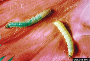 Pear leaf roller, Epichoristode acerbella. Larvae. - Biologische Bundesanstalt Archive, Bugwood. org