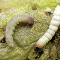 Potato tuber moth, Phthorimaea operculella. Mature larve; the milk-white individual on the right is infected with the potato tuber moth granulose virus. - D. Visser, ARC