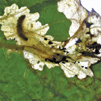 Potato tuber moth, Phtorimaea operculella. Adult. - D. Visser, ARC _2