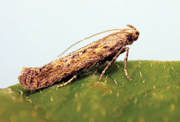 Potato tuber moth, Phtorimaea operculella. Adult. - D. Visser, ARC