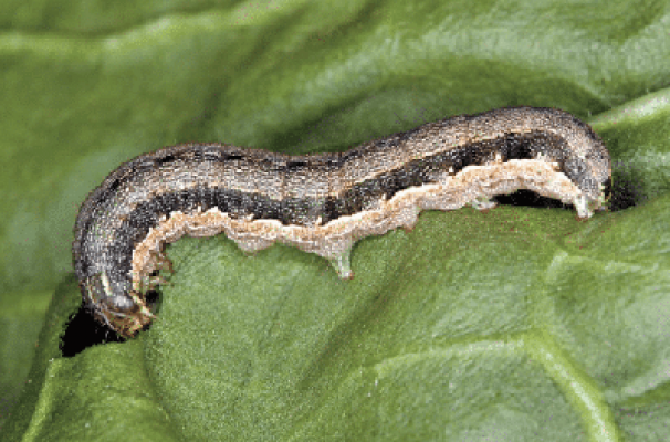 Lesser army worm, Spodoptera exigua. Mature larva. - D. Visser, ARC