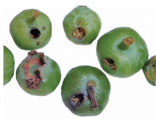 African bollworm, Helicoverpa armigera. damage to immature blueberry fruit.