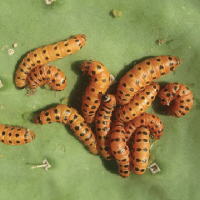 Cactus moth, Cactoblastis catorum. Larva. - E. Grobelaar