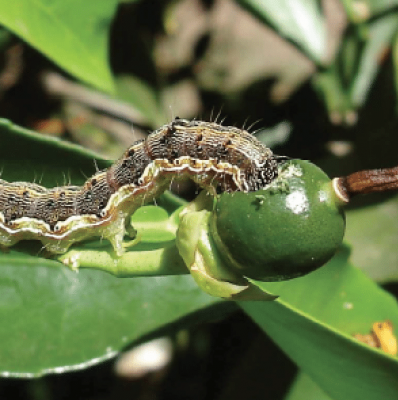 African bollworm, helicoverpa armigra. Larva feeding on young fruit - W. Kirkman, CRI