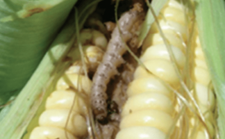 Maize stem borer, Busseola fusca. Larval damage to a maize ear. - A. Erasmus, ARC