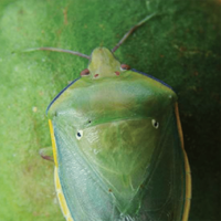 Two-spotted stink bug, Bathycoelia distincta. Adult. - P.S. Schoeman, ARC