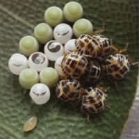 Two-spotted stink bug, Bathycoelia distincta. Eggs and newly hatched nymphs - C. Hepburn