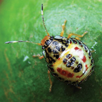 Two-spotted stink bug, Bathycoelia distincta. Nymph. - P.S. Schoeman, ARC